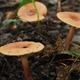 Illustration for article titled PSA: Please Don't Eat Wild Fungi You Find Outside